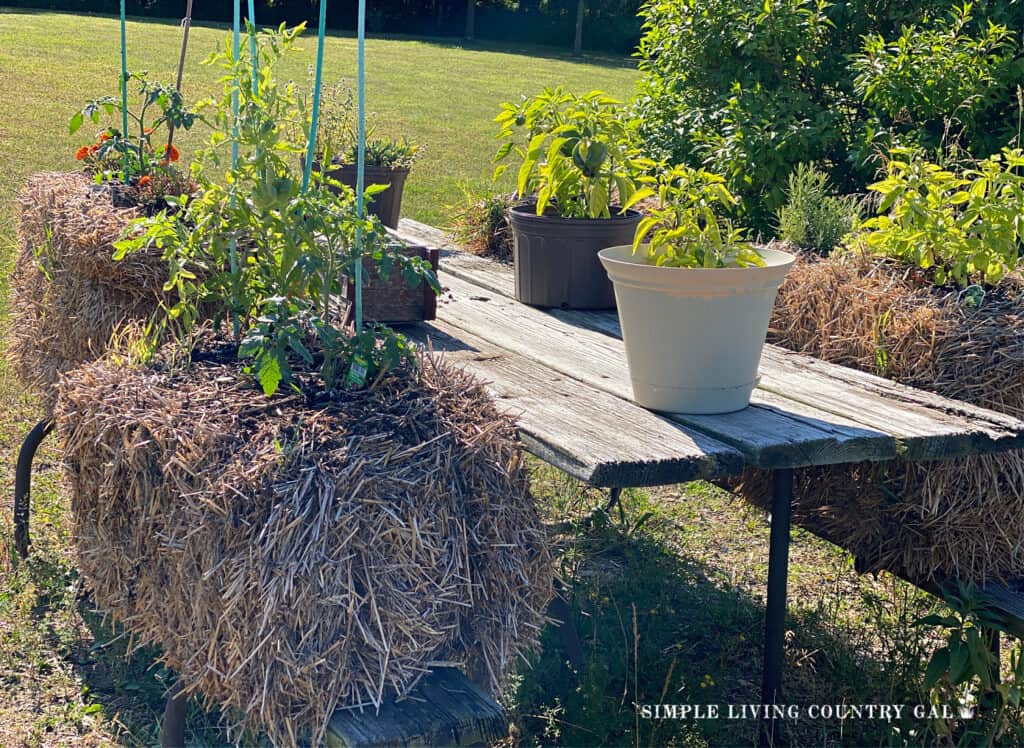 a garden growing on top of a picnic table