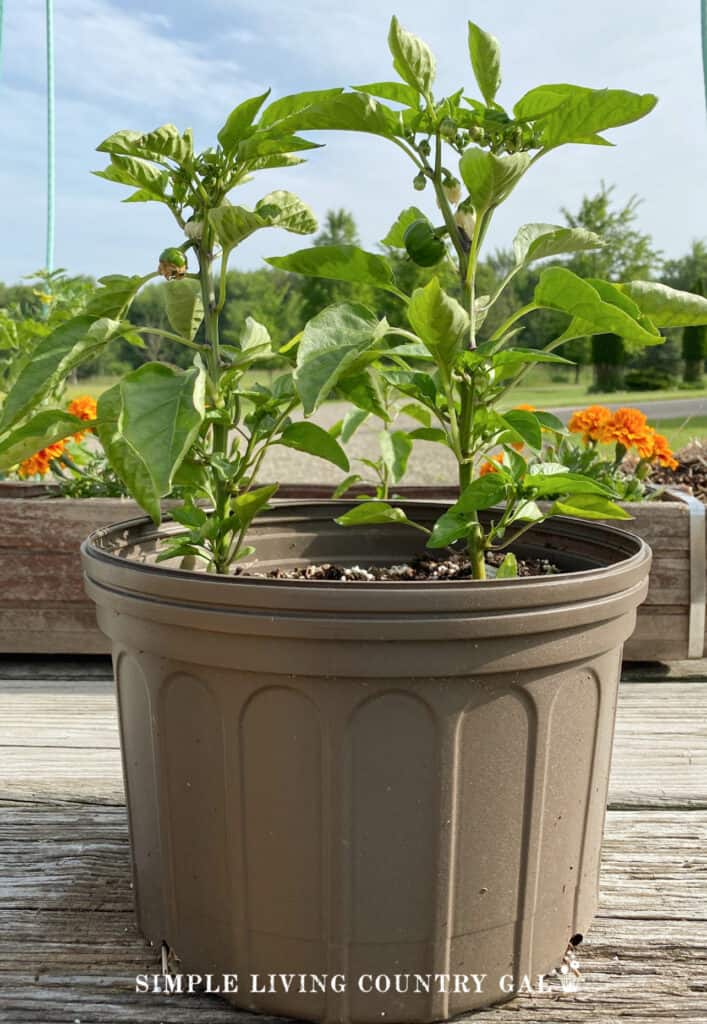 a planter with 2 pepper plants growing