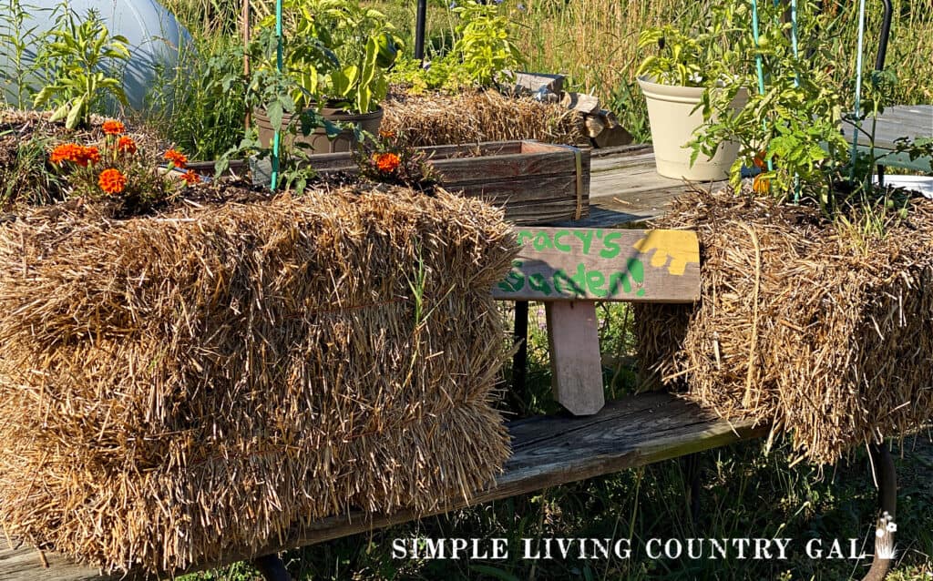 a straw bale with herbs and vegetables growing out of it