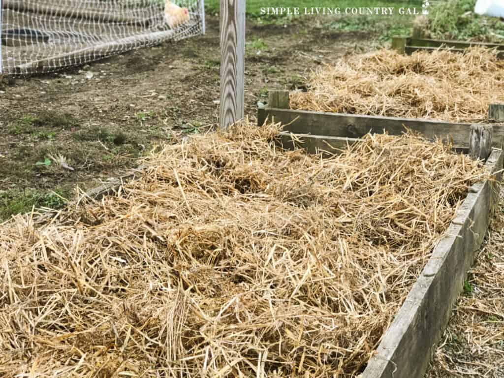 a thick layer of straw over a fall bed of garlic