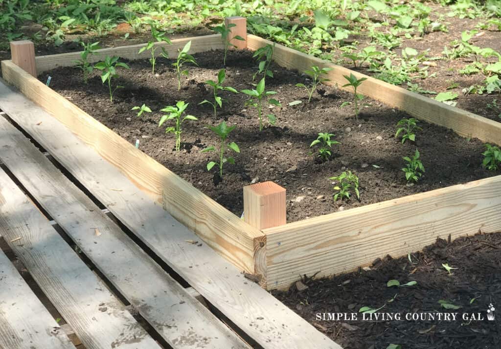 a wooden raised garden bed planted with young pepper plants 