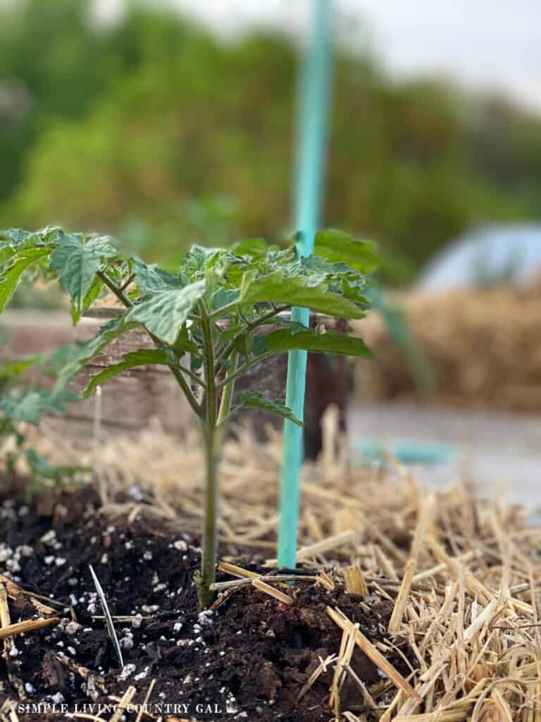 a young tomato plant with a support stake near by