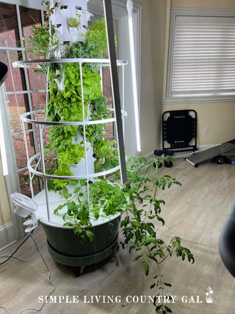 an indoor hydroponic growing system in a house