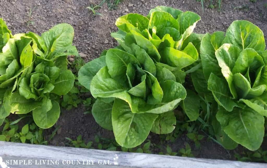 beautiful lettuce heads growing in a raised bed garden