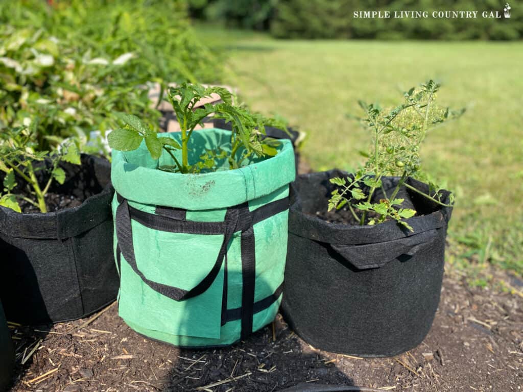 grow bags with potatoes and tomatoes growing inside