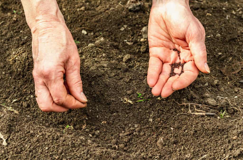 hands planting seeds in a garden