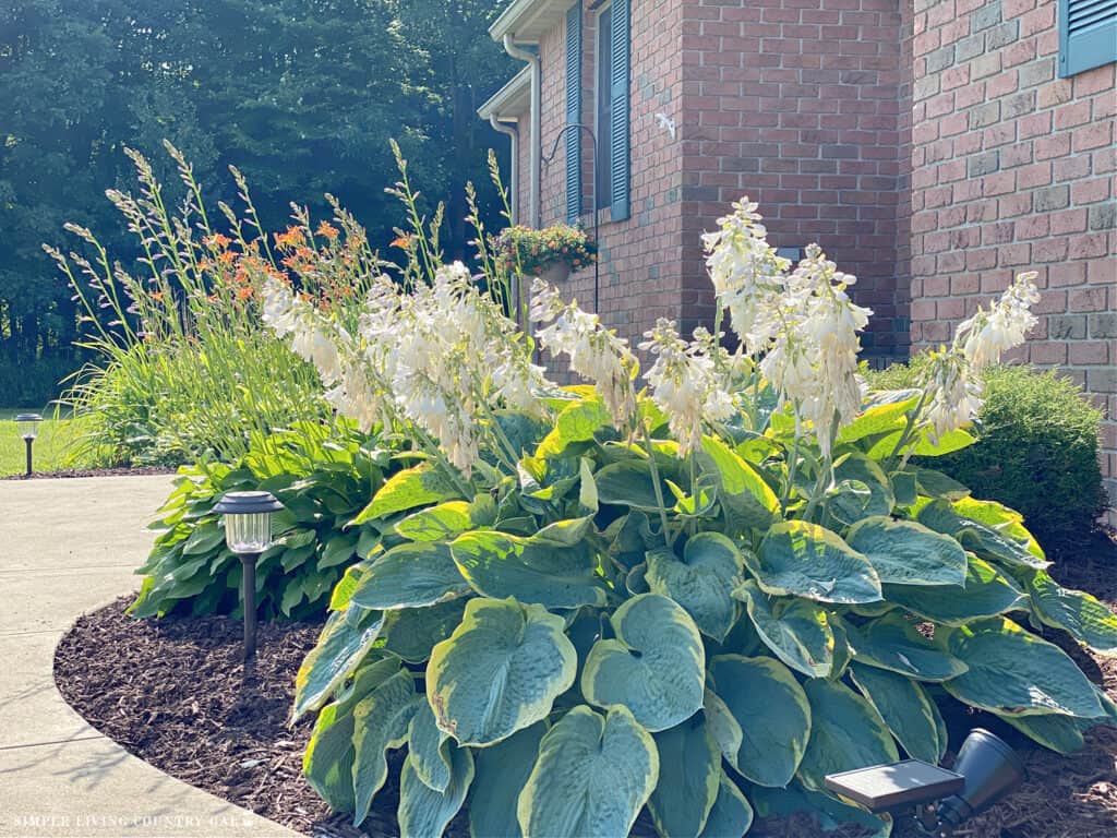 Hostas growing in a flower bed in front of a brick home