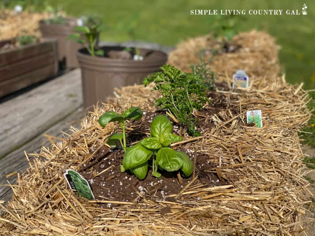 herbs planted in a straw bale