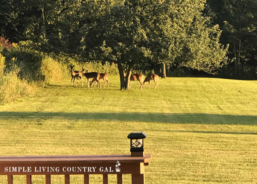 herd of dear under an apple tree in a backyard.heic