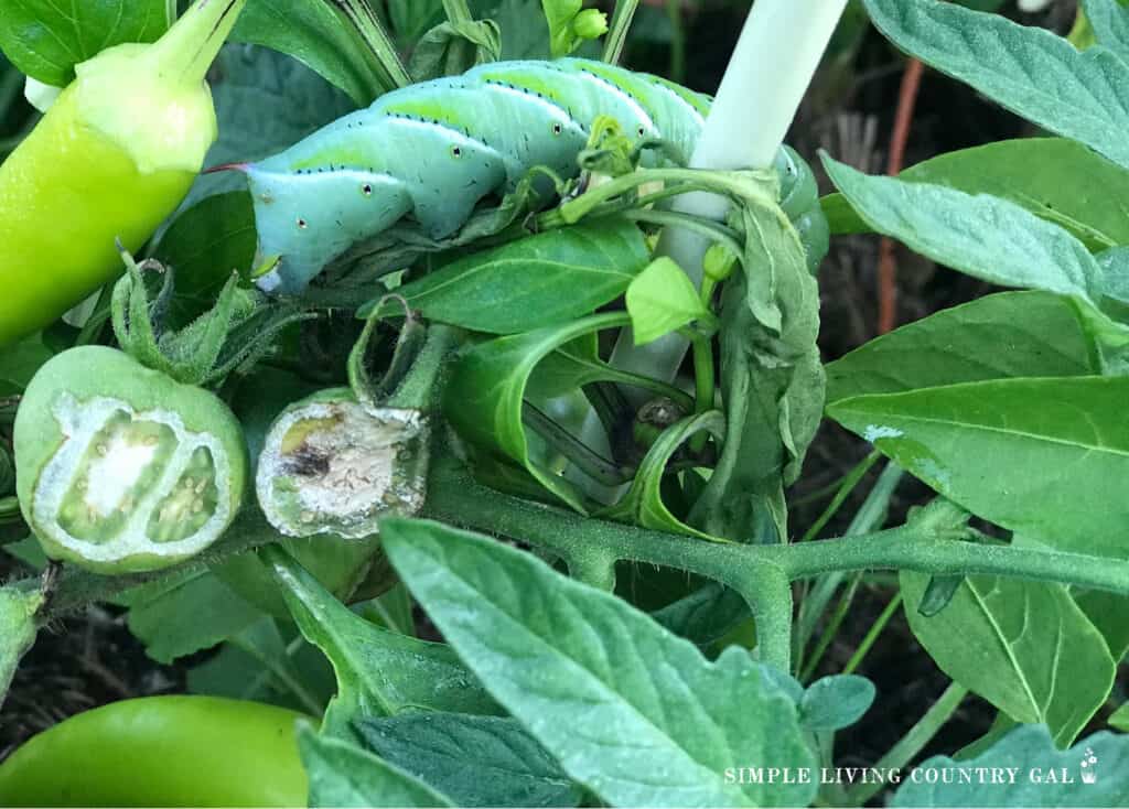 hornworm caterpillar near a pepper and tomato plant