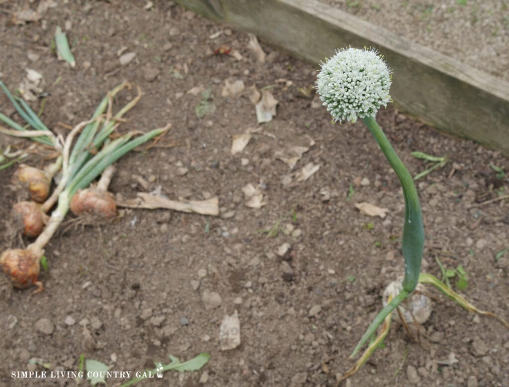 onion bolting nest to fresh picked onions in a garden 