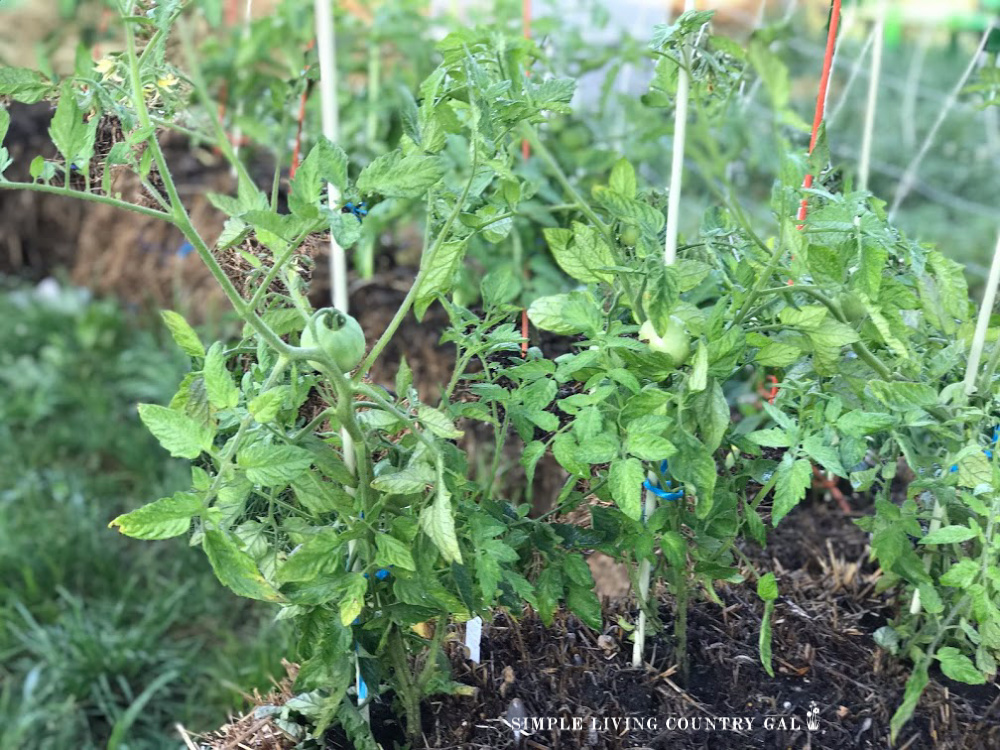 One option for urban gardening is called a straw-bale garden. 