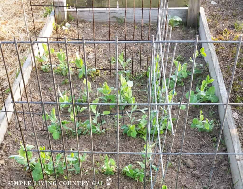 sugar snap peas growing in a raised bed beginner garden