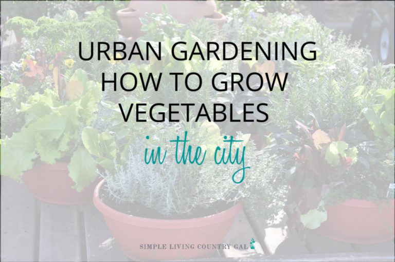 Urban Gardening Options