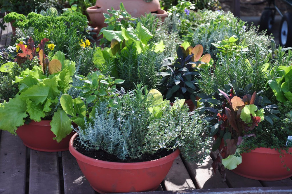 Pots on a porch make a great urban garden. You can even grow lettuce in a plant pot!
