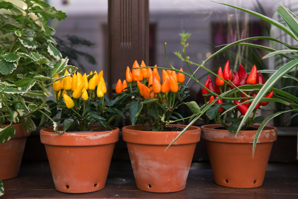 Beautifully bright budding peppers are growing tall in an urban garden of porch potted plants. 