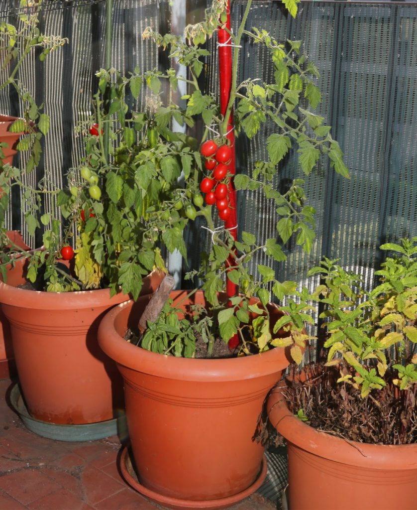 Tomatoes growing on a porch container garden are just one example of urban gardening. 