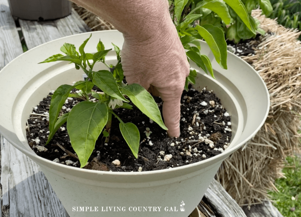 woman sticking a finger into the soil of a potted pepper plant