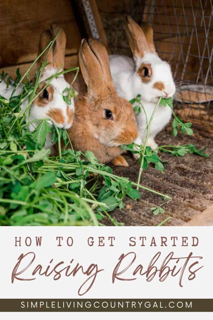 Raising rabbits