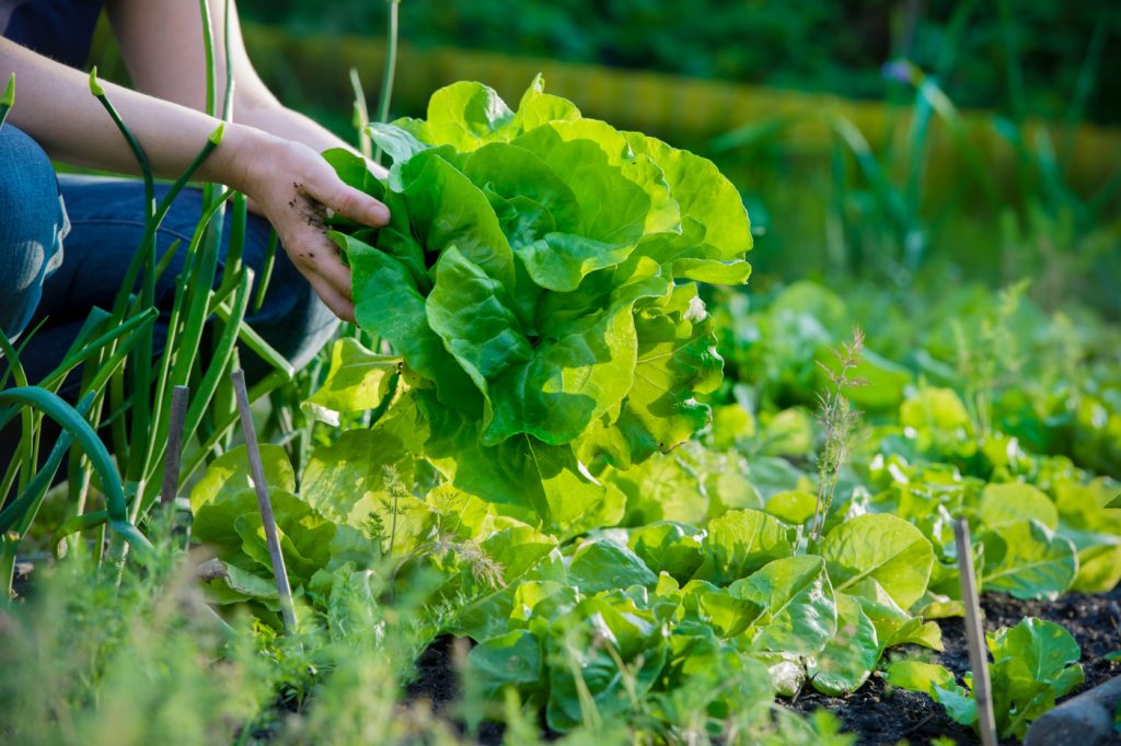 Frau pflückt frischen Salat aus ihrem Garten