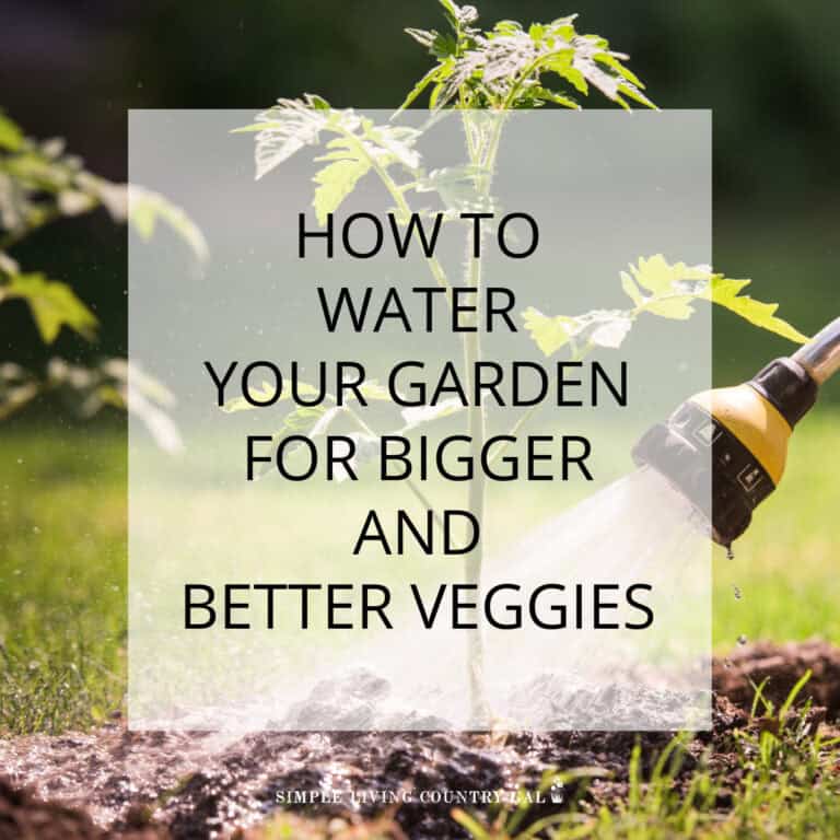 How To Water Your Garden To Get The Best Results