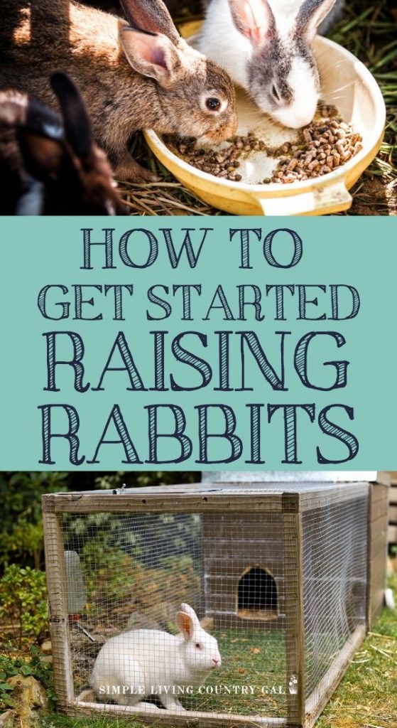 a beginners guide to raising rabbits