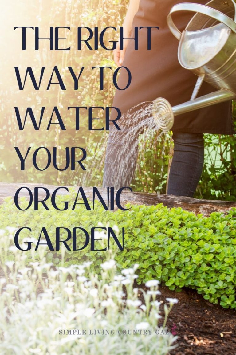 How To Water Your Garden To Get The Best Results Simple Living