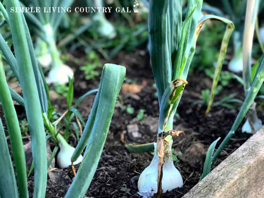 a bed of white onions growing in the fresh soil copy