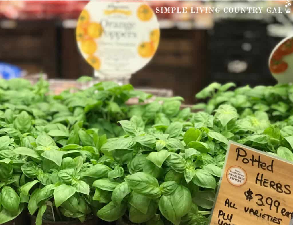 a group of basil herb plants for sale in a grocery store copy