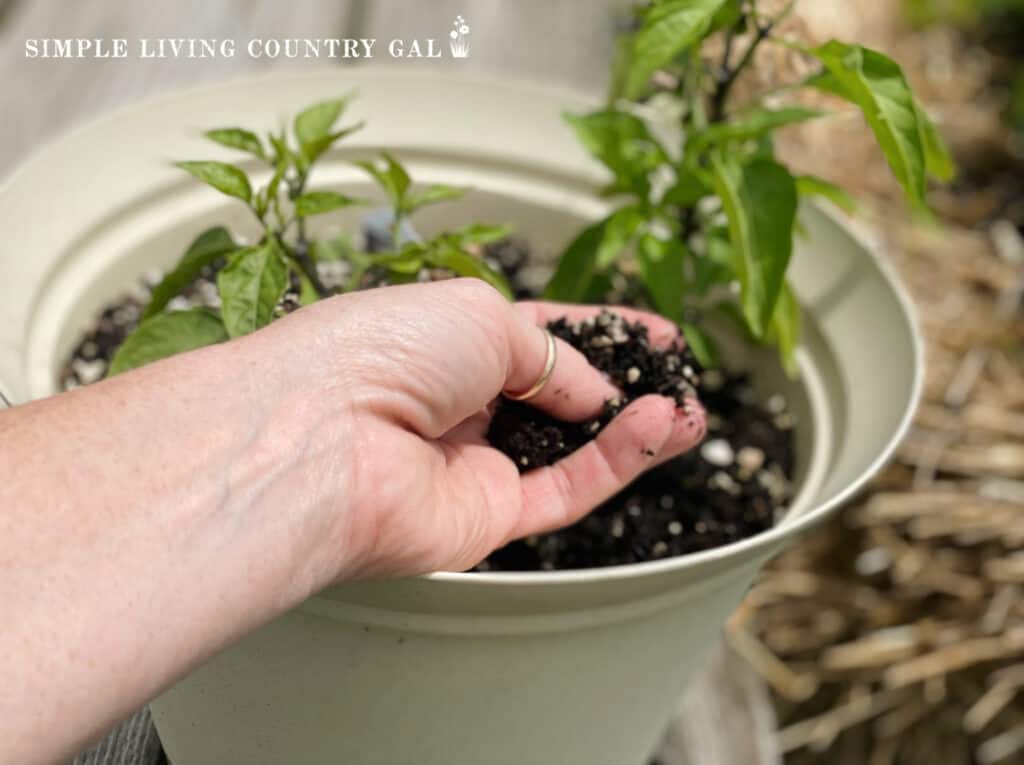 a hand feeling the soil's dampness in a pot where pepper plants are growing. 