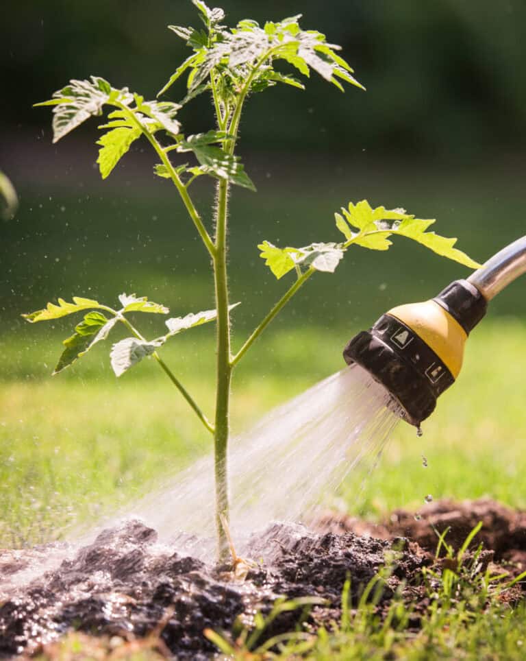 How To Water Your Garden To Get The Best Results | Simple Living ...