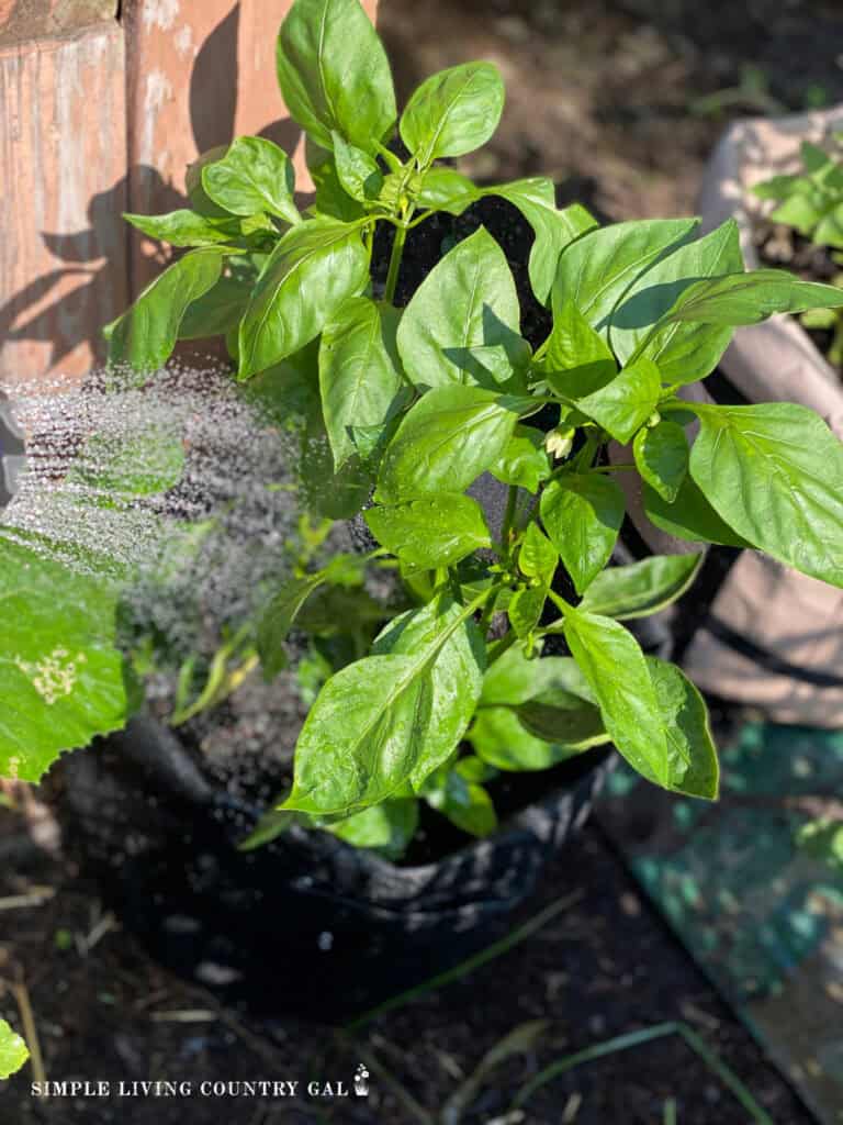 a hose watering a pepper plant growing in a container