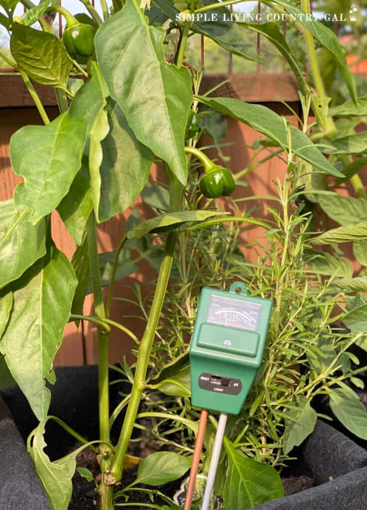 a soil moisture reader at the base of a pepper plant