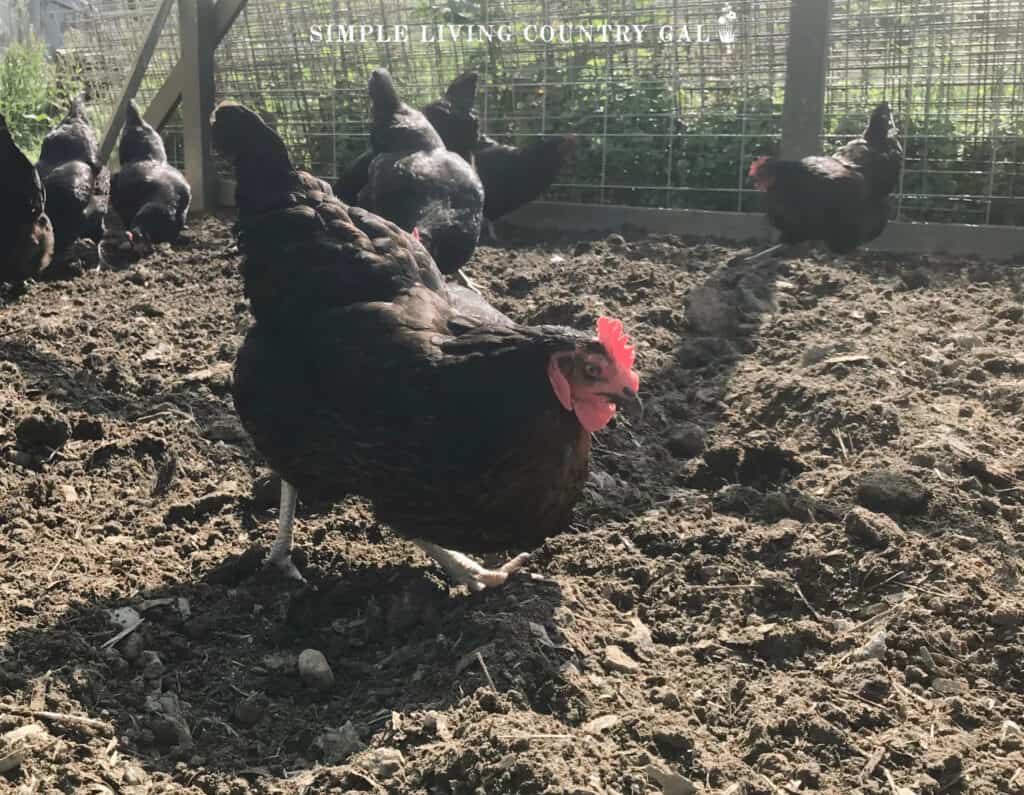 black chickens digging in loose soil 