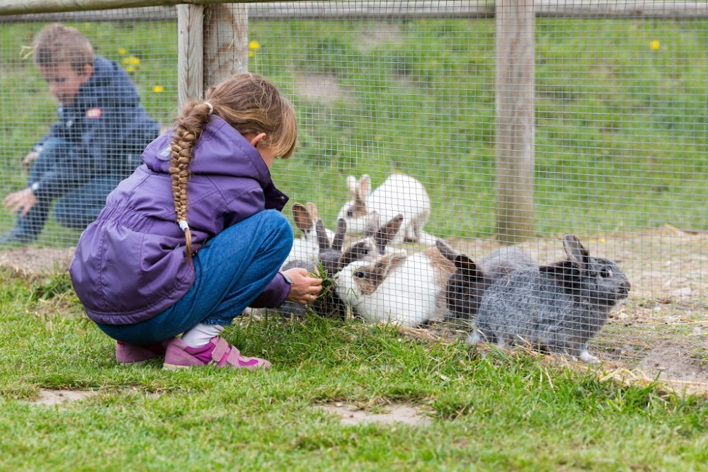 feeding backyard rabbits. How to start raising rabbits