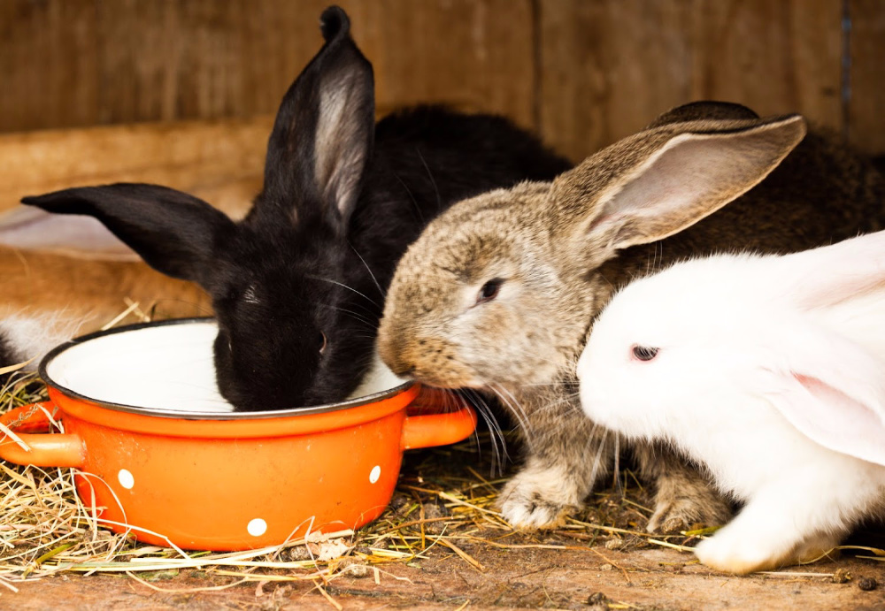 rabbits eating. How to raise rabbits for beginners