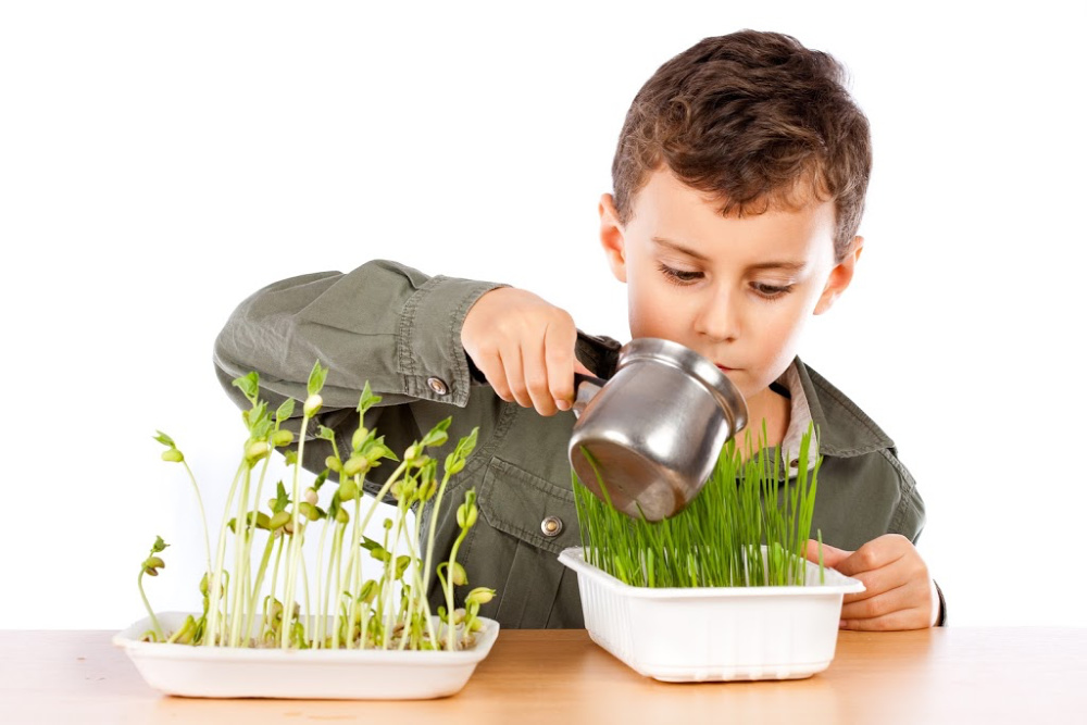 A young boy is watering his little garden. Getting preschoolers interested in gardening sets them up success in life. 