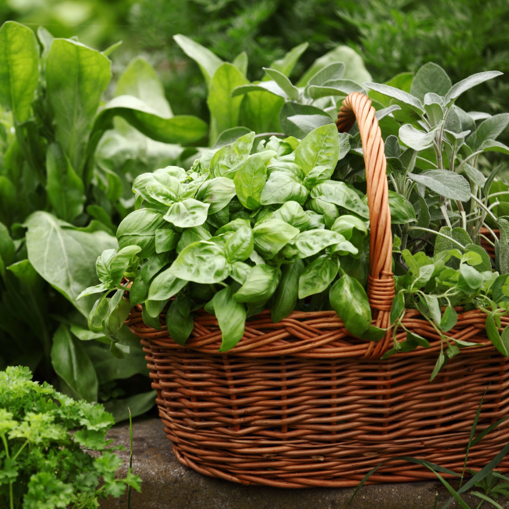 cesto di erbe da un giardino