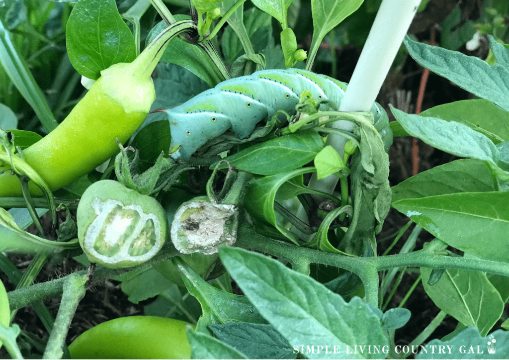 hornworm caterpillar next to a half eaten green tomato in a vegetable garden
