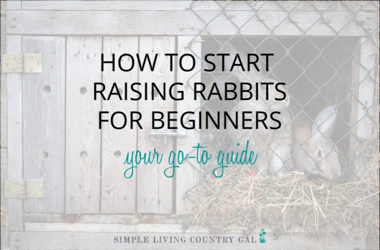 How to Start Raising Rabbits for Beginners