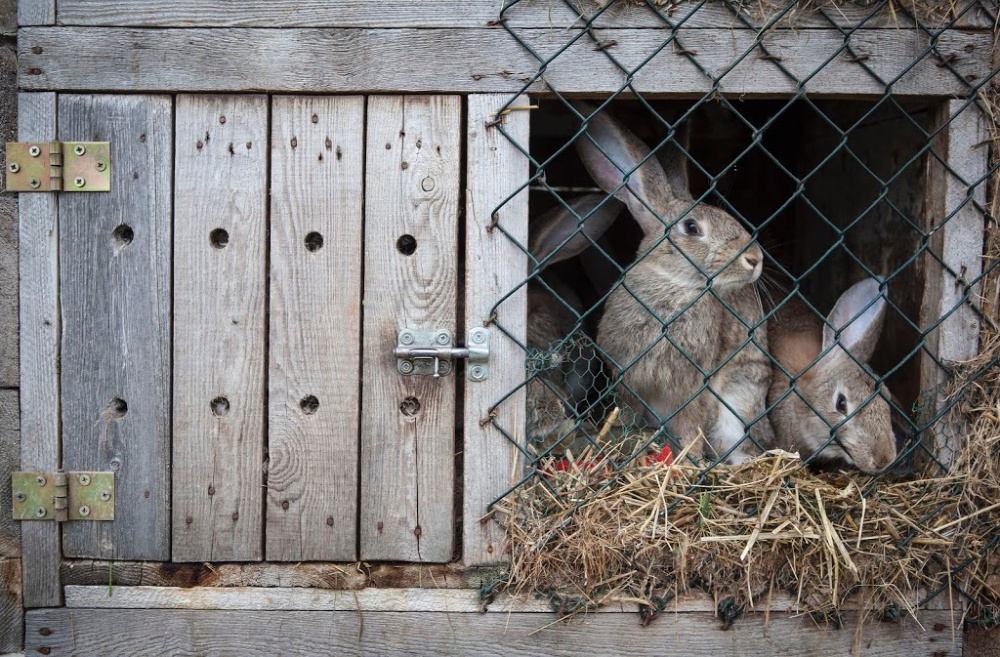 How to Start Raising Rabbits for Beginners Simple Living Country Gal