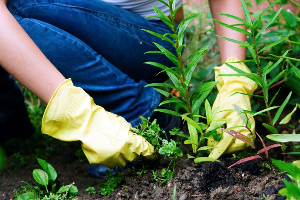 weeding a garden