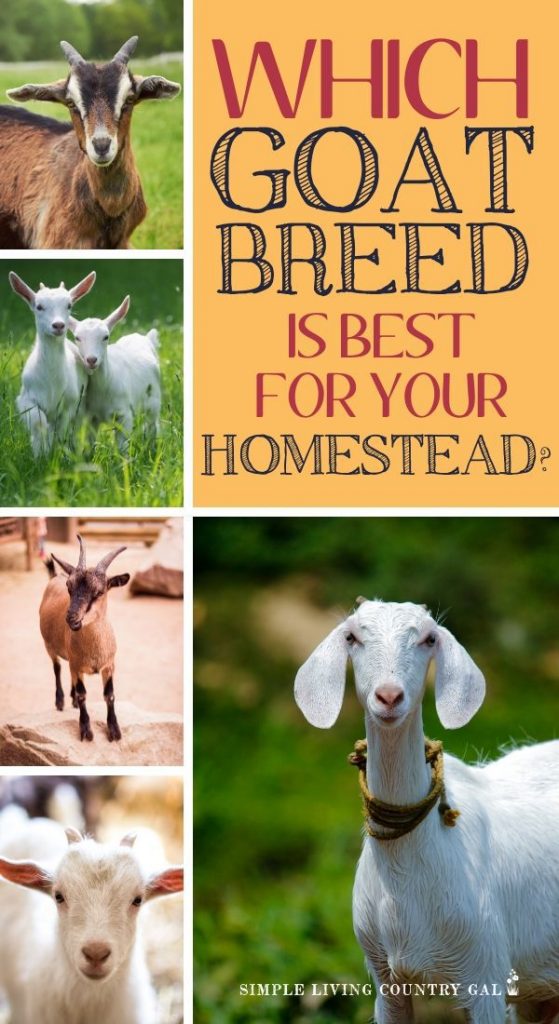 Here is a handy guide to find out which goat breed is best for you and your farm. 