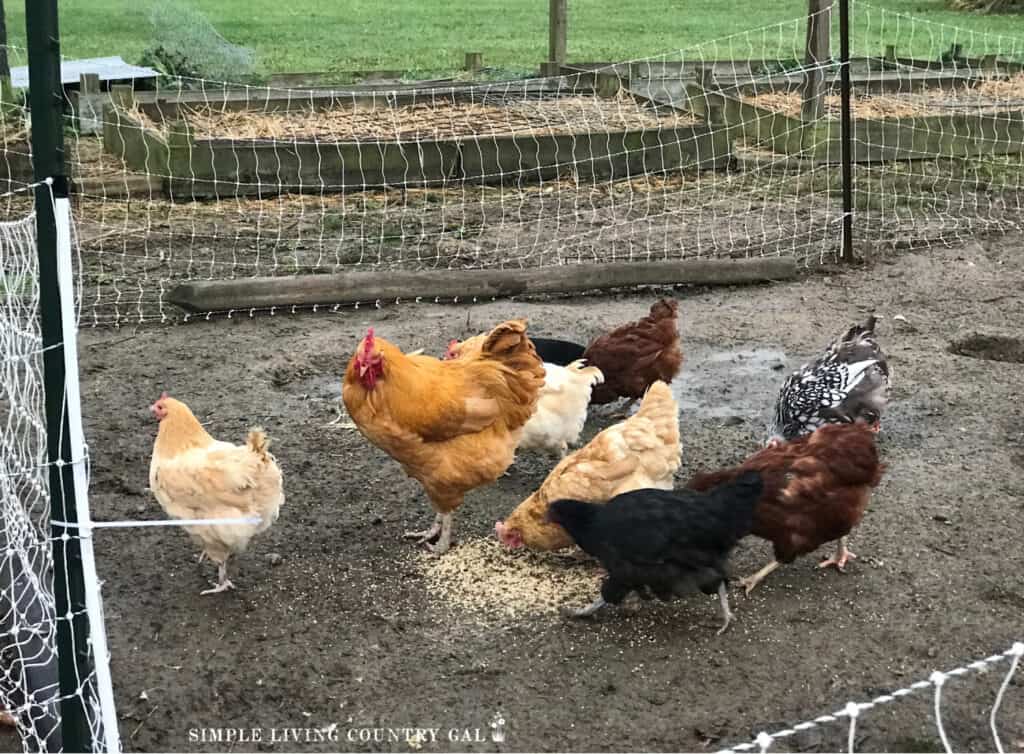 chickens in a garden eating grain and pests for spring soil prep