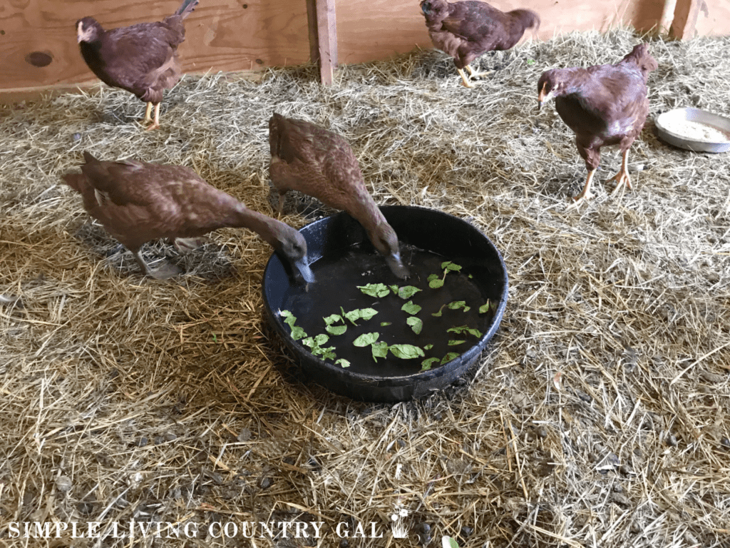 ducks drinking water with spinach in it