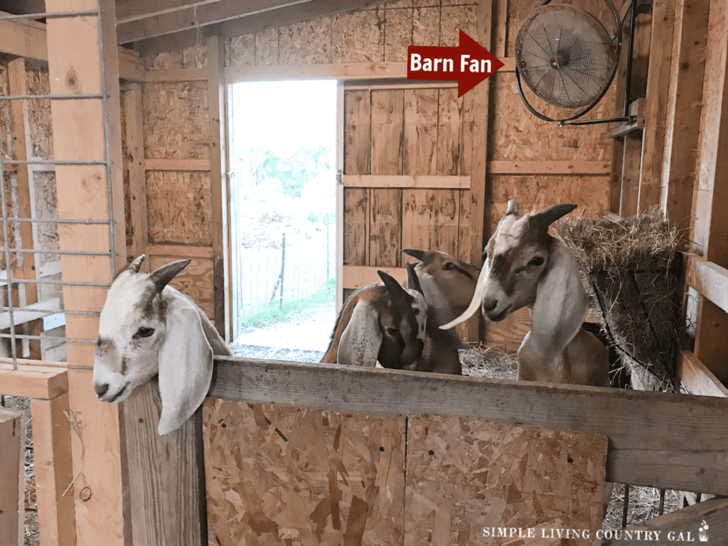goats in a barn with a fan blowing above them 