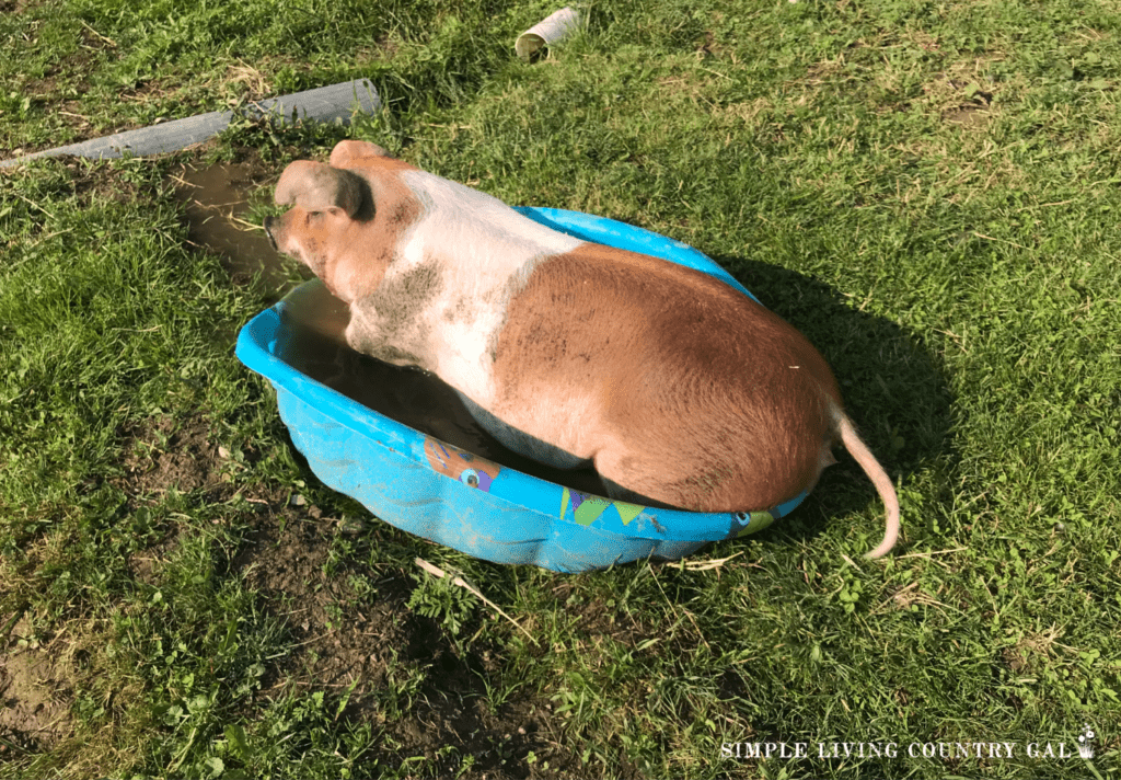 pig in swimming pool