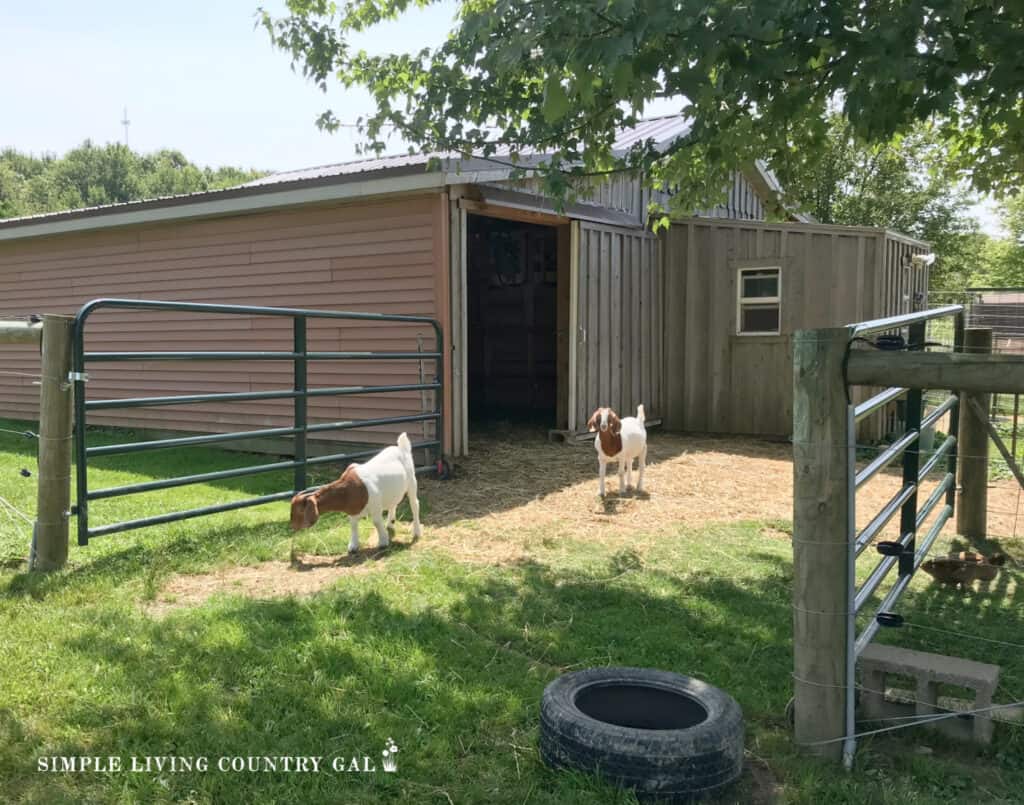 2 boar goats leaving a barn heading out to pasture