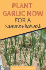 How to Grow Garlic Start To Finish In 10 Easy Steps | Simple Living