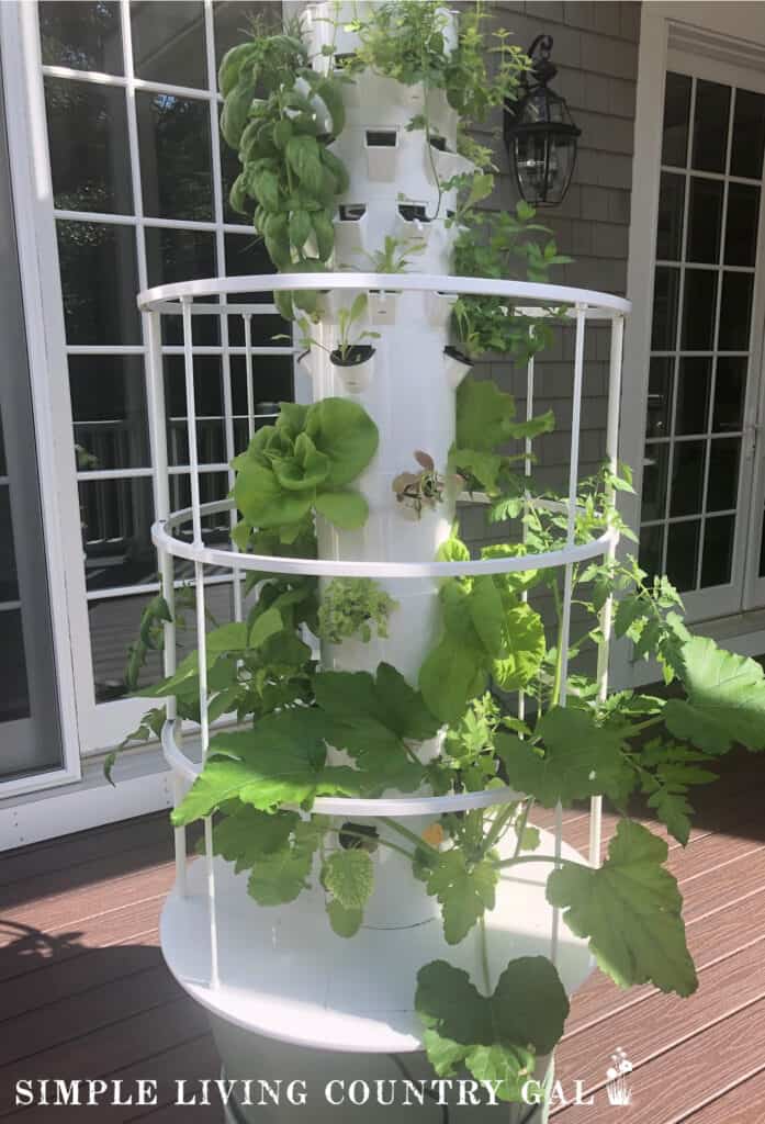 HYDROPONIC SYSTEM ON DECK filled with vegetables and herbs